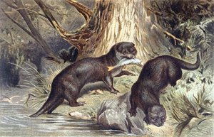 Otter, plate from Brehms Tierleben by German School