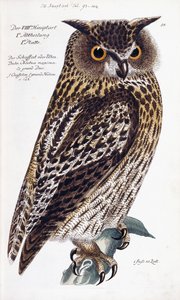 Owl by German School