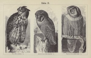 Owls