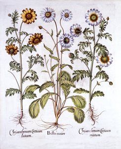 Oxe Eye Daisy and Crown Daisy, from Hortus Eystettensis