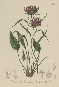 Oxford Rampion by German School