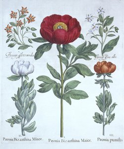 Paeonies and Borage, from Hortus Eystettensis by German School