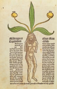 Page from a Printed Book