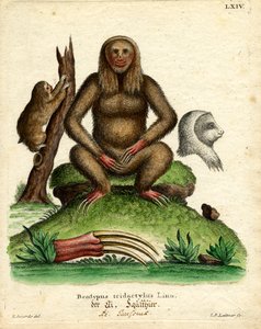 Pale-throated Sloth
