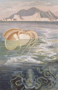 Paper Nautilus, plate from Brehms Tierleben