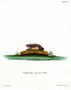 Particoloured Bat by German School