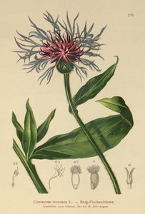 Perennial Cornflower by German School