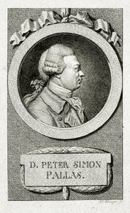 Peter Simon Pallas. (1741 – 1811) by German School