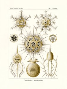 Phaeodaria, 1899-1904 by German School
