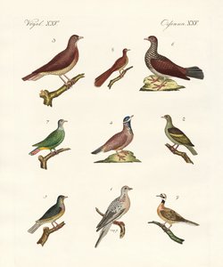 Pigeons from Foreign Countries