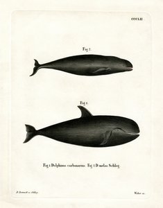 Pilot Whale by German School