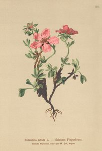 Pink Cinquefoil by German School