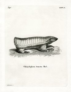 Pink Fairy Armadillo by German School