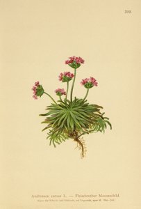 Pink Rock Jasmine by German School