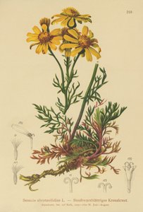 Pinnate-leaved Ragwort by German School