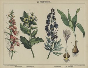 Plants by German School
