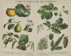 Plants