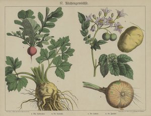 Plants by German School