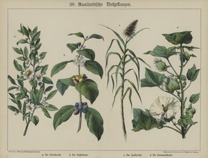 Plants by German School