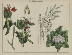 Plants by German School
