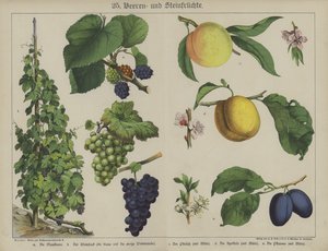 Plants by German School