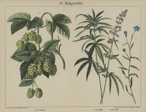 Plants by German School