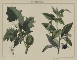 Plants by German School