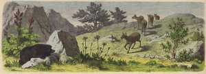 Plants and Animals of the Mountains of Asia