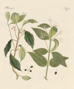 Plants from hot countries by German School