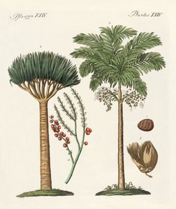 Plants from Hot Countries by German School
