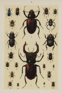 Plate from The Young Beetle-Collector