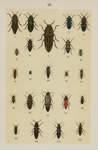 Plate from The Young Beetle-Collector