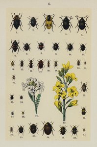Plate from The Young Beetle-Collector