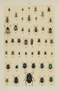 Plate from The Young Beetle-Collector