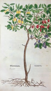 Plum tree, a botanical plate from the Herbarium by Leonhart Fuchs, published in Basel, 1543 by German School