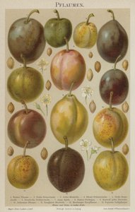 Plums