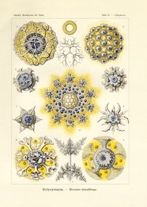 Polycyttaria by German School
