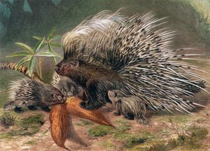 Porcupine, plate from Brehms Tierleben