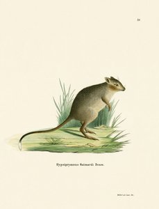 Potoroo by German School