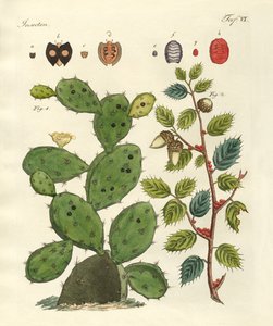 Precious Insects