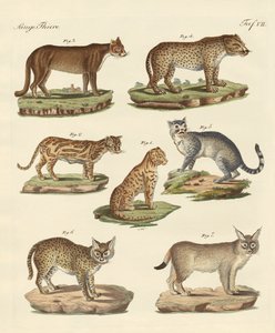Predators from all parts of the world by German School