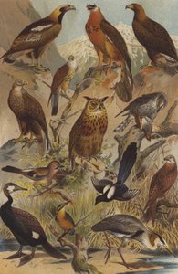 Predatory Birds