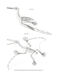 Pterodactyl by German School