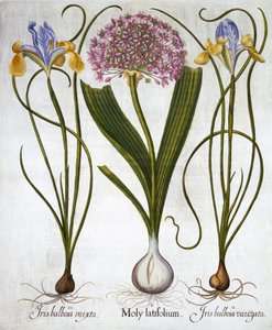Purple Sensation, and Spanish Irises, from Hortus Eystettensis