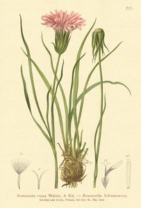 Purple Vipers-grass by German School
