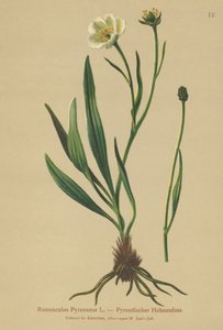 Pyrenean Crowfoot (Ranunculus pyrenaeus)