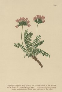 Pyrenean Milk Vetch by German School