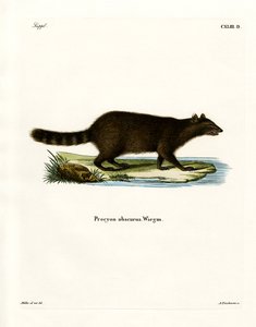 Raccoon by German School