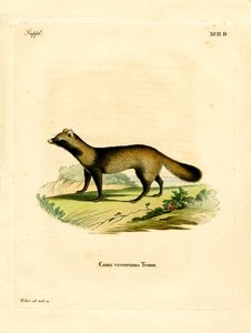Raccoon Dog by German School