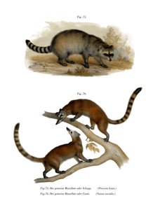 Raccoon
